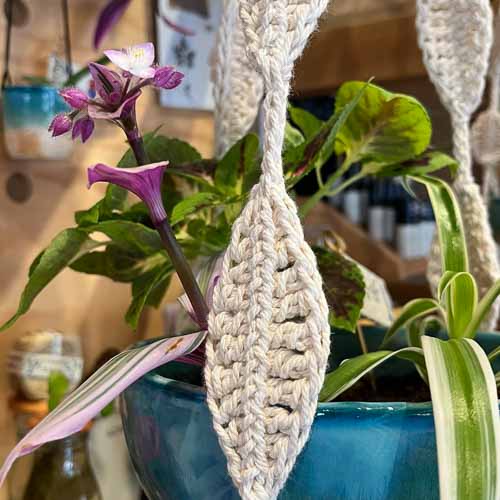 Tradescantia in bloei in hangtuintje in keramieken hangpot in Big Beessie's winkeltje in Winkel vol Winkeltjes