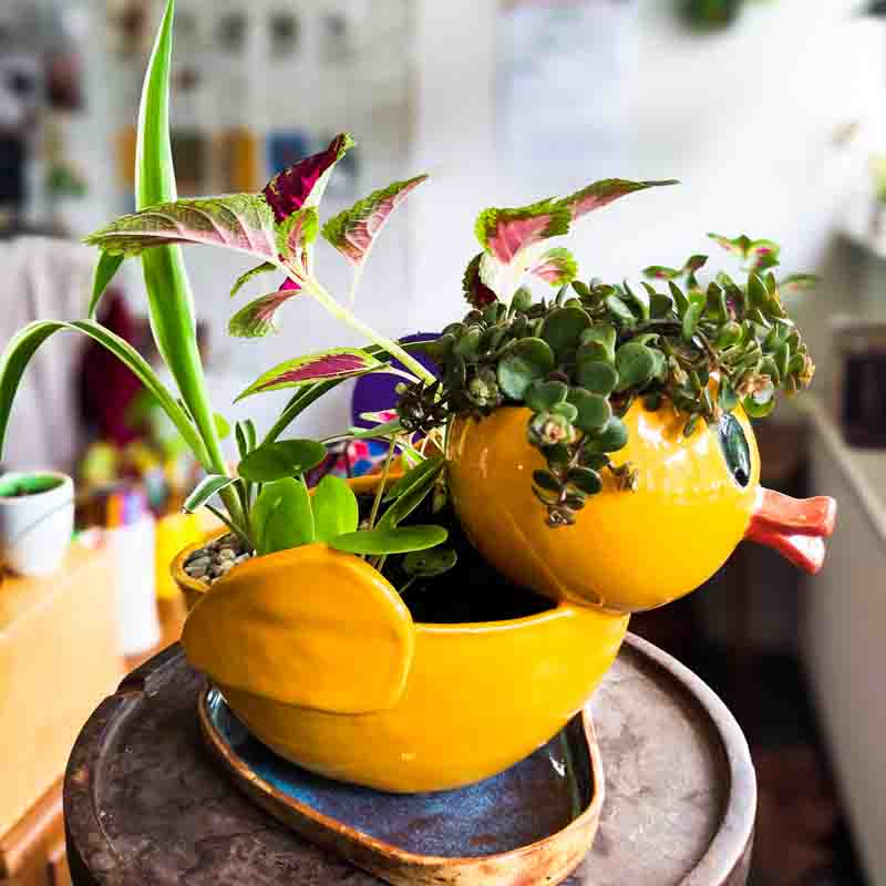 Keramieken geel badeendje met plantjes in kopje en rug