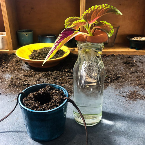 Plantje planten in hangpotje