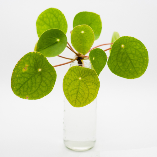 Hangpotjes met koord