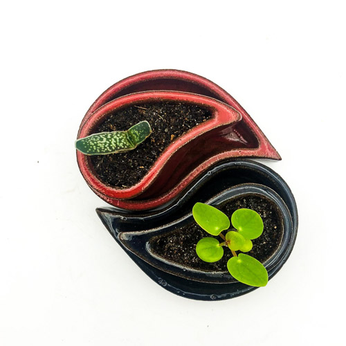 Taegeuk mini-plantenpotjes van boven gefotografeerd