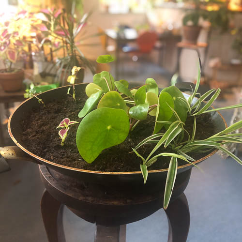 Jonge tuin met stekjes van kamerplanten in oude wok